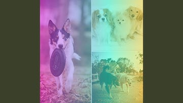 Pulsating Backdrops for Chilling Doggies