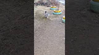 Мурка #catvideos #cutecats