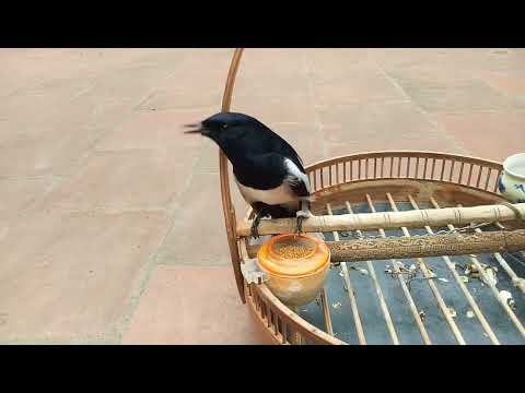 Video Choè than hót giọng dài cực hay kích chim căng lửa... - youtube