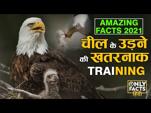 चील के उड़ने की खतरनाक Training - Young Eagles Learn How to Fly | Eagle Training Baby to fly | #Facts