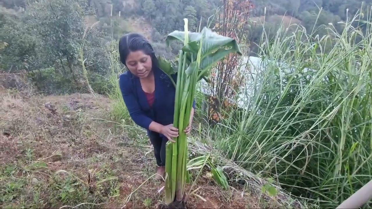 ✅️😃 Hoy fuimos a plantar flores en nuestra casita del campo 