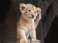 Before And After Animals Transformation!