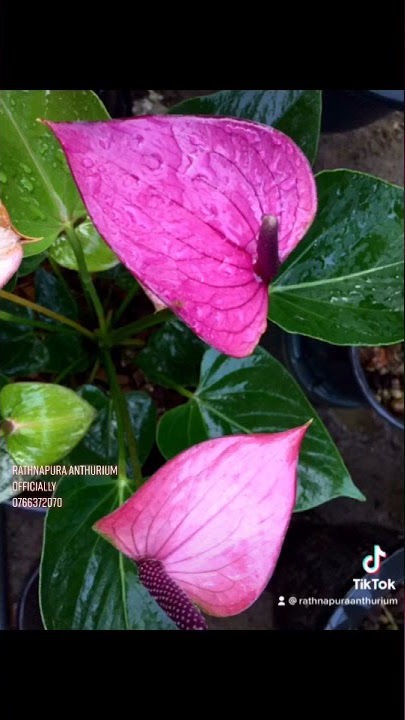 Rathnapura Anthurium  2021