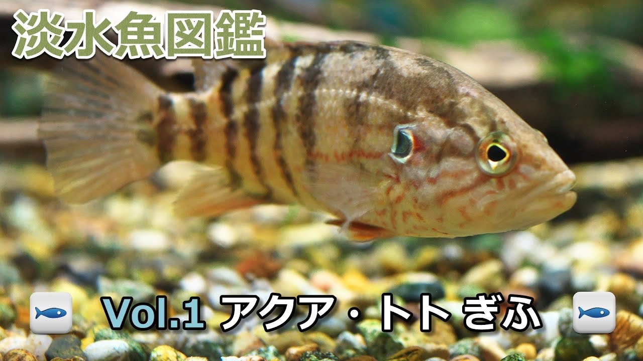 17 05 03 淡水魚図鑑 Vol 1アクア トトぎふ Youtube