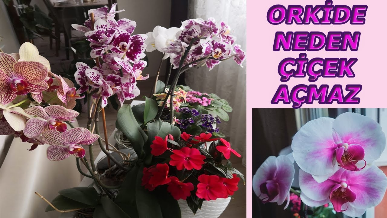 ORKİDE ÇİÇEK AÇMIYOR MU? ORKİDEYE ÇİÇEK AÇTIRMA YÖNTEMLERİ, AÇMAYAN