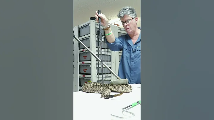 Deadliest Job in America! - Milking an Eastern Diamondback Rattlesnake