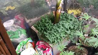 Organic Greenhouse Flower Room Lamosa Week#2+++ The Nursery #KoweKasT #BlackDiamondGenetics #Tribus