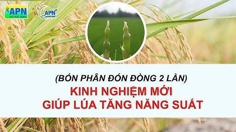 APN - BÓN PHÂN ĐÓN ĐÒNG 2 LẦN - KINH NGHIỆM MỚI GIÚP LÚA TĂNG NĂNG SUẤT [CHĂM SÓC LÚA LÀM ĐÒNG]