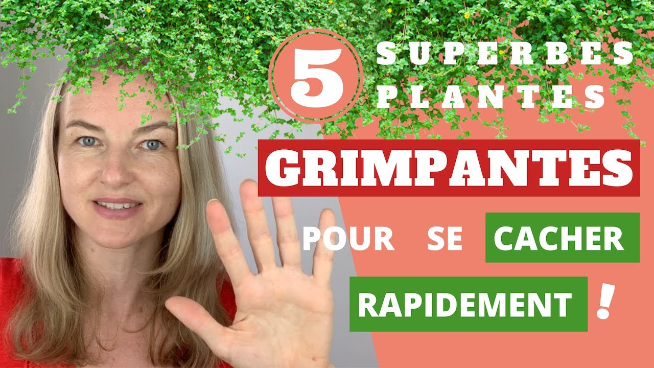 Une plante grimpante pour cacher le voisin - Jardinier paresseux