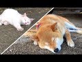 番犬の仕事中に天敵の野良猫と仲良く昼寝してしまう柴犬 Shibe took a nap with his natural enemy's stray cat while watchdog job.