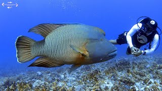 Egitto | Sharm el Sheikh | Estate | 2021 | Vacanze | Diving & Snorkeling | Mar Rosso | Tiran