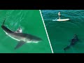 Best great white shark drone footage 2023nonnarrated version