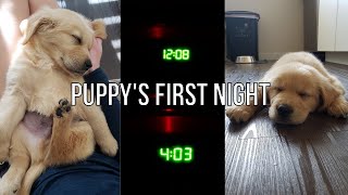First Night With New Puppy | What It Was Really Like | Golden Retriever Puppy