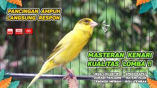 Download lagu Kenari GACOR NGEREK‼️ Masteran Kenari PAUD dan Pancingan Kenari MACET BUNYI dan Betina NGIWIR - 381