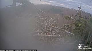 J E20260403 123010adulteaglefliesoverlakethenbytop