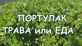 Портулак это не просто трава, он может стать любимчиком в меню многих из вас)))