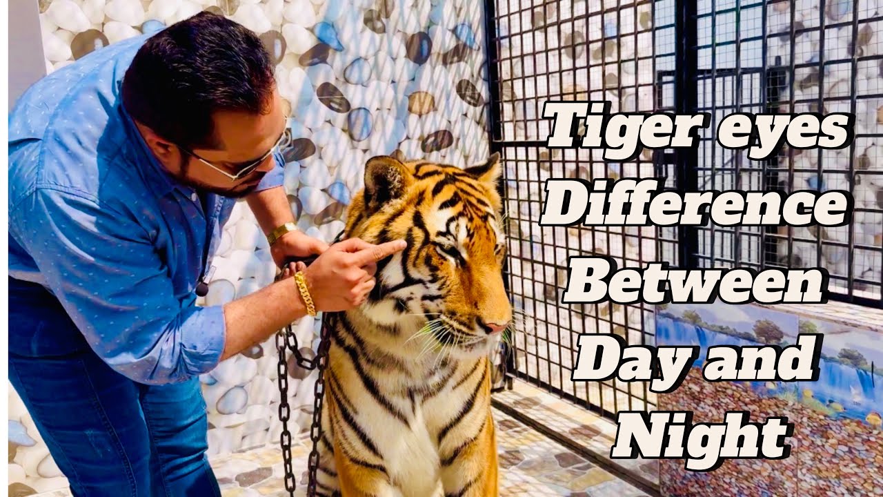 tiger-ki-ankhoon-ka-faraq-din-aur-raat-mein-youtube