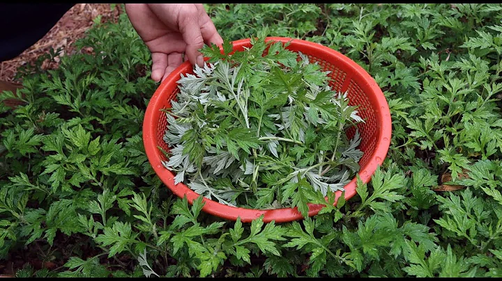 3月艾草就该这样吃，鲜香软糯，越吃越有味道，孩子都能吃好几个 - 天天要闻