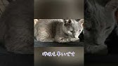 こんな症状はすぐ病院へ 猫の腹式呼吸 Youtube