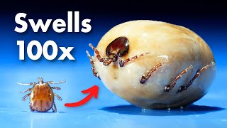 Ticks Become 100X Their Original Size Part 2