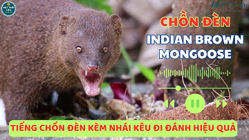 ✅Tiếng Chồn đèn kêu bầy | Cầy mangut nâu ✅Indian Brown Mongoose sound in trap #chonden #mongoose