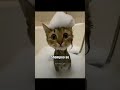 Vibe tho hai 👹✨ #explore #catmeme #foryou #fypviralシ #trending @stvryy_87