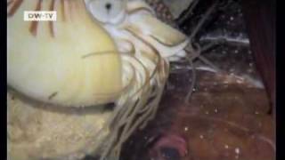 Living prehistoric animals | Video of the day Living prehistoric animals | Video of the day