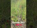 Poziomki 2025 🍓❤️🍓 Ossa Rawa Mazowiecka 2025