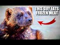 Wolverine facts the largest land mustelid  animal fact files