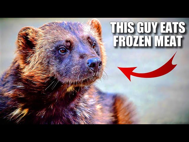 Wolverine Facts: the LARGEST Land Mustelid 🦨 Animal Fact Files class=
