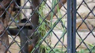Crazy Baby Monkey 1
