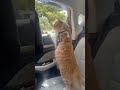 Mood: Judging every car we pass 😸 cat on a Long drive #funny #cats #catshorts #shortsfeed #shorts
