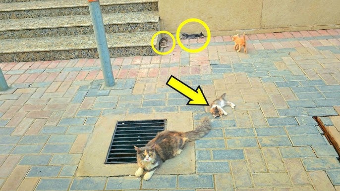 I graduated... and took the campus stray cats with me.