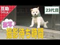 てこてこ♪みんな、ナニしてるの?23代目<柴犬・豆柴>