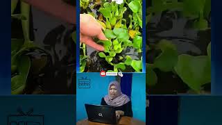 Enceng Gondok Gulma yang Bisa Bersihkan Limbah #shorts