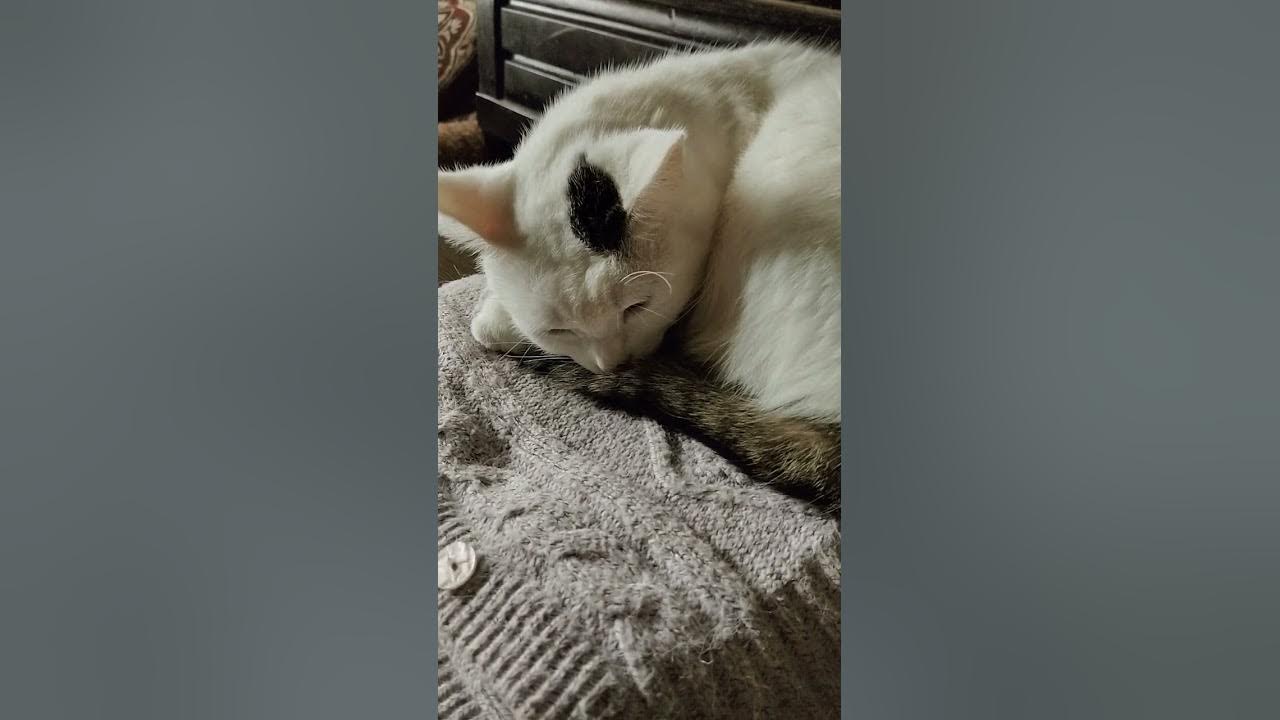 Кошка Мика на маминой кофте.. - YouTube