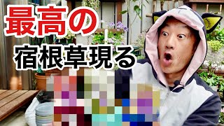 【盲点】みんな気づいてない宿根草　　【園芸超人カーメン君】