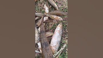 Anh Em Nhẹ Nhàng Với Món Cá Nướng Mọi #nuongmoi #catrap #canuongmoi