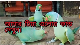 দুষ্ট টিয়া#parrot #টিয়া