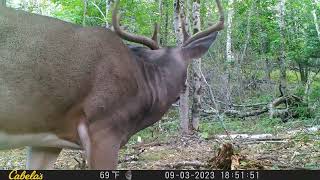 7point buck over a 73 day period on trail camera