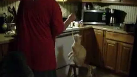 video of Billy begging 232 001