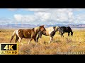 Animals of the world 4k horse 4k  film pittoresque sur la faune avec une musique apaisante