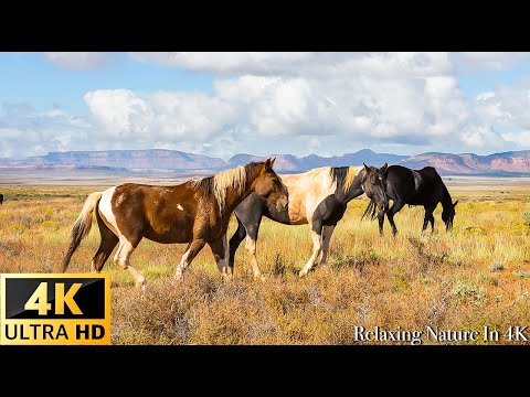Animals Of The World 4K: Horse 4K VIDEO - Scenic Wildlife Film With Calming Music
