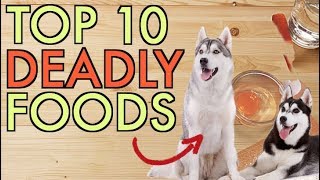 10 Foods You Should NEVER Feed Your Dog!