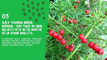 Cây thuốc thiên môn đông chữa bệnh gì - công dụng và 9 bài thuốc chữa bệnh từ cây thiên môn đông .