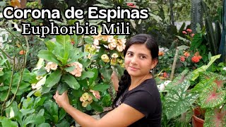 Cosechando y reproduciendo Coronas de espinas /Euphorbia Mili