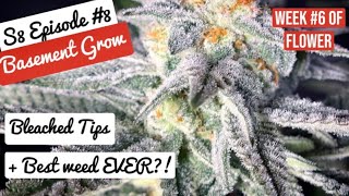 S8 E8:  best weed run ever!  14 strains in closet space, bleached tips and lots of Platinum edition!