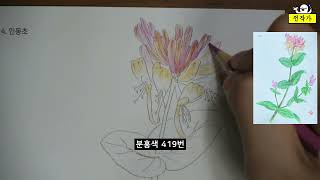 [전작가] 더 쉬운 보타니컬아트 컬러링북 _ 작은정원편 / 인동초 그리기/ 보태니컬아트 /수채색연필