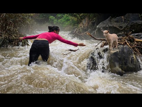 A baby goat is trapped in a raging flood, and the surprising actions of a single woman.