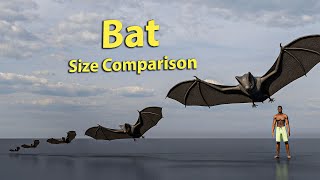 Bat Size Comparsion | 3D Animation